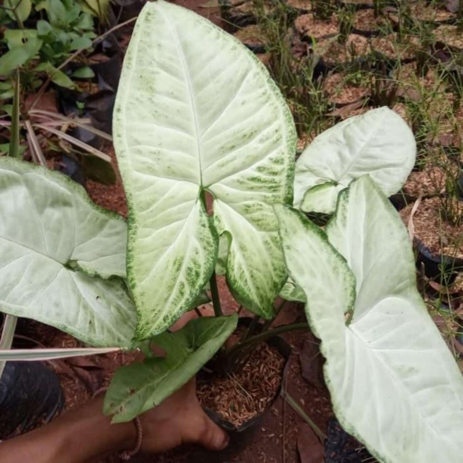 Сингониум Gold allusion