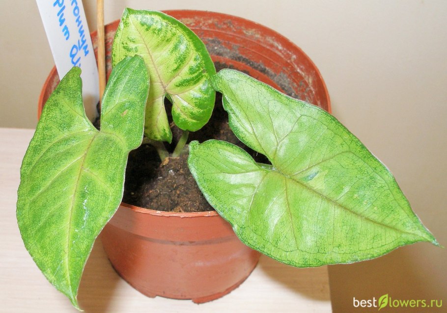 Сингониум Пинк