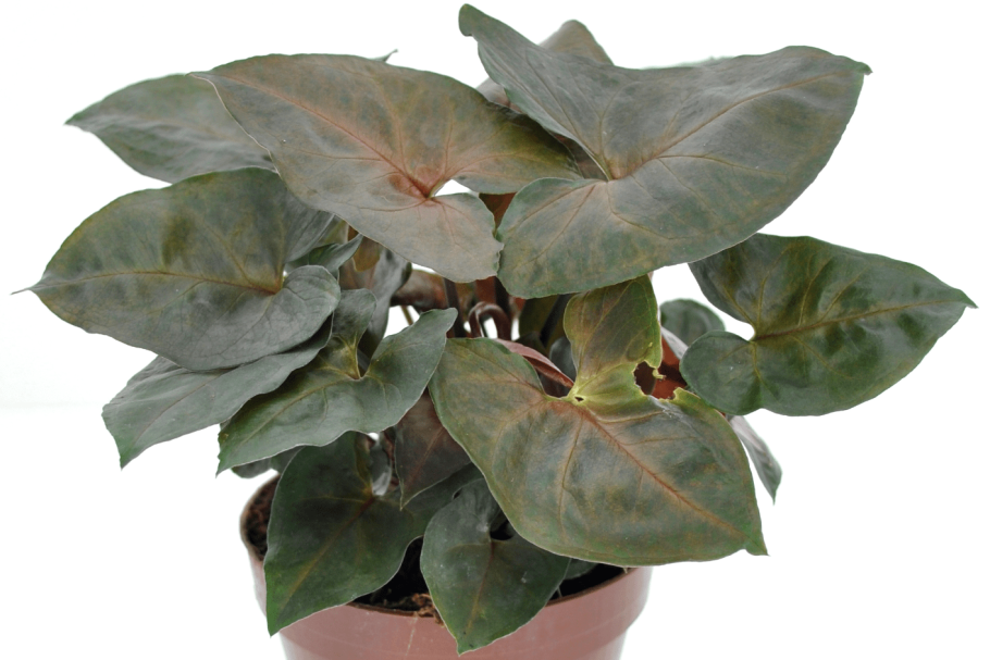 Сингониум Эрроу