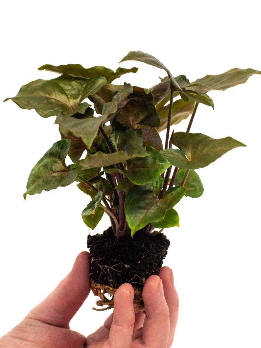 Сингониум неон Пинк