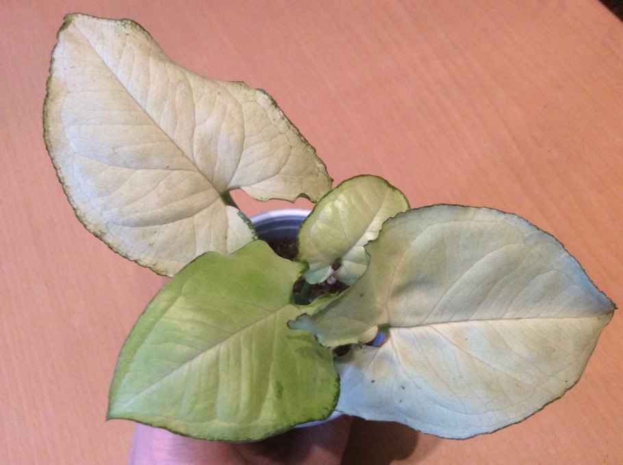 Сингониум Maria allusion