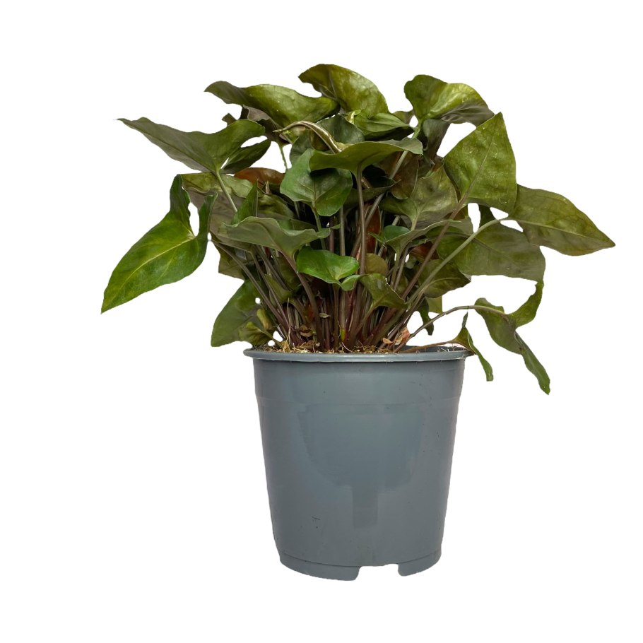 Сингониум Арон Браун