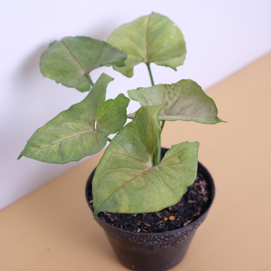 Сингониум Maria allusion