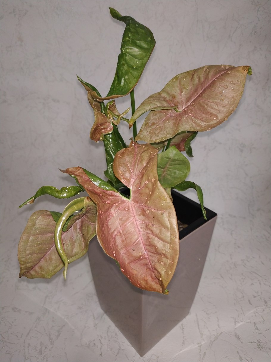 Сингониум аглаонема