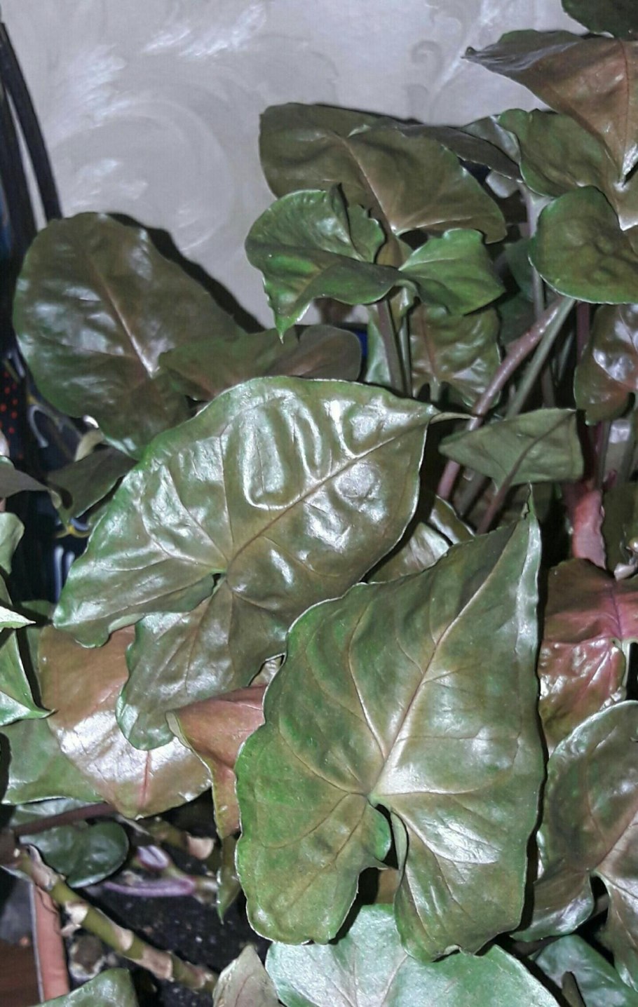 Сингониум Брокант brocante