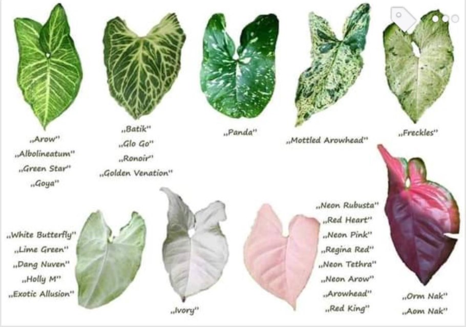 Сингониум аглаонема