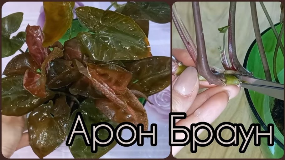 Сингониум Арон Браун Кристмаса