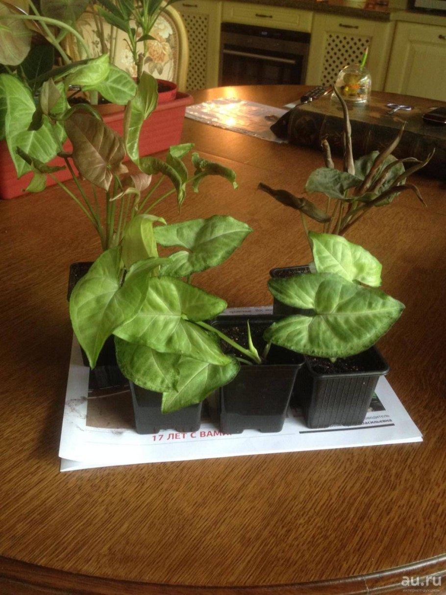 Сингониум фриклес