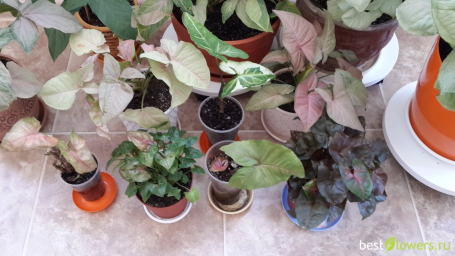 Сингониум Maria allusion