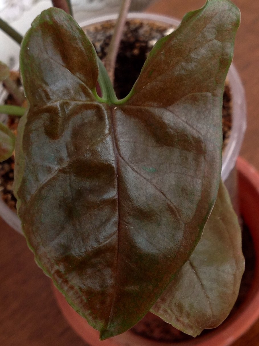 Сингониум конфетти