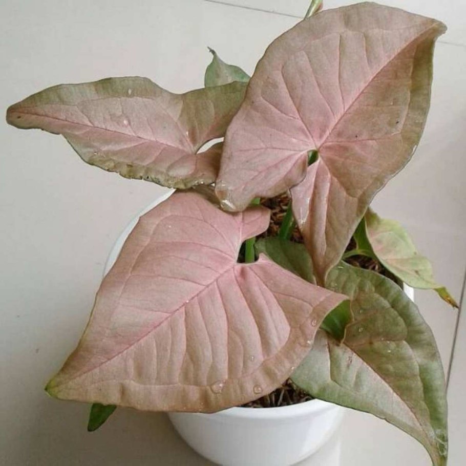 Сингониум неон пинк