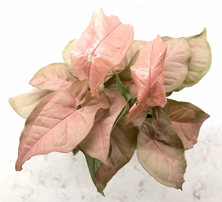 Сингониум Грин Арроу МУТАНТ