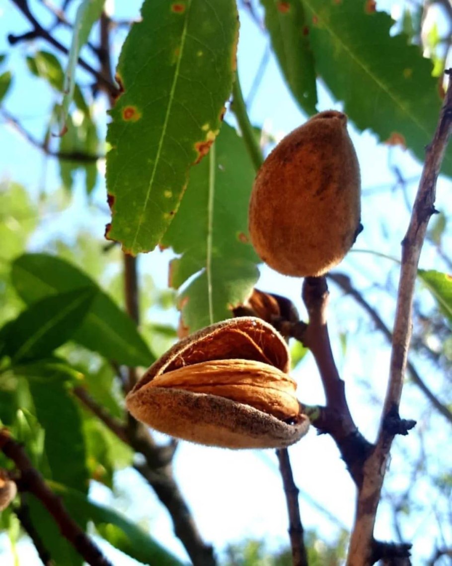 Миндаль обыкновенный дерево