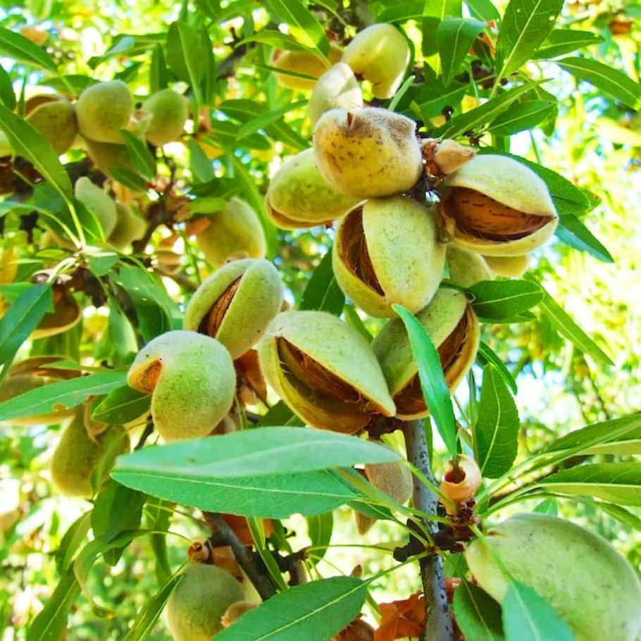 Миндаль Никитский 62