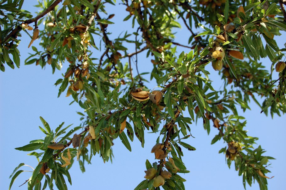 Миндаль обыкновенный (Amygdalus communis)
