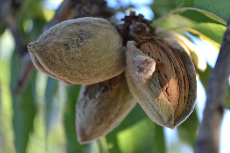 Миндаль НАИРИЙСКИЙ