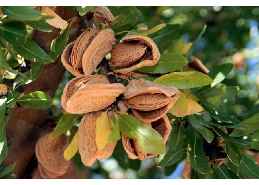 Миндаль Никитинский дерево