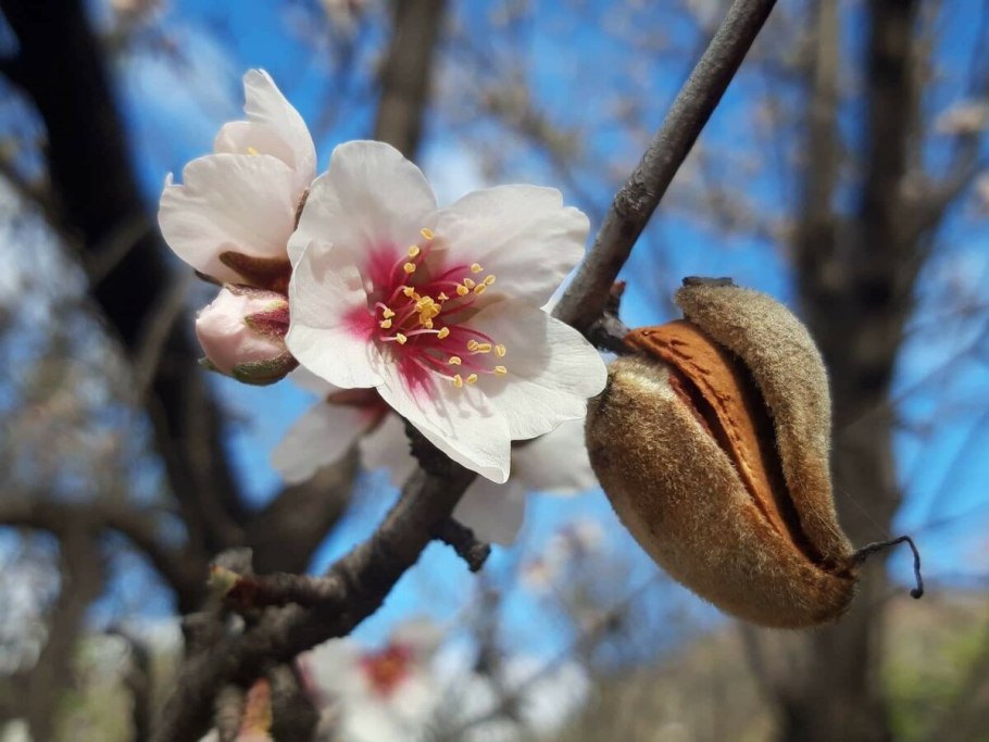 Цветение миндаля