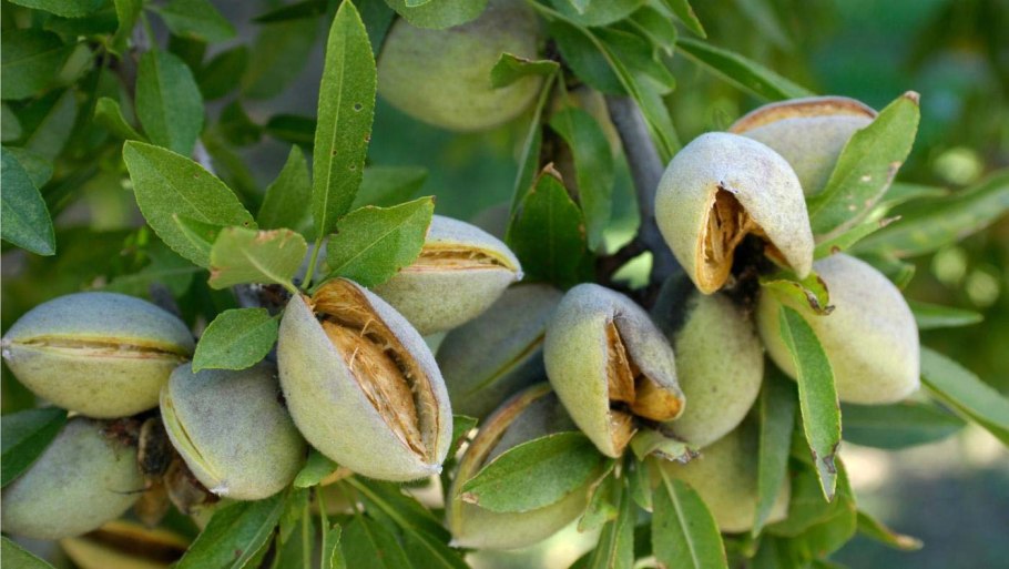 Незрелый миндаль