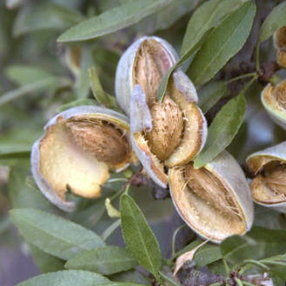 Миндаль сады Калифорния