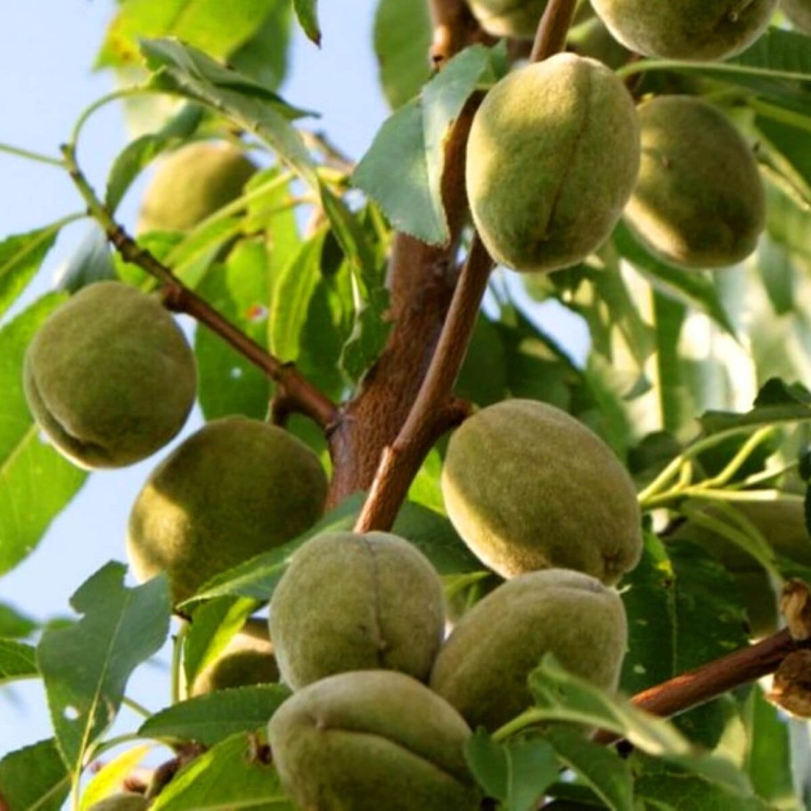 Молдавский миндаль