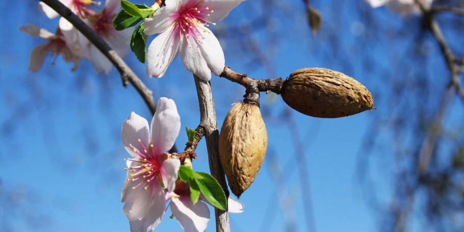 Горький миндаль растение