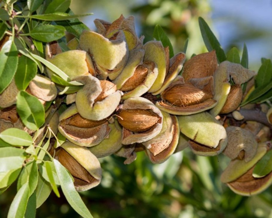 Миндаль антик