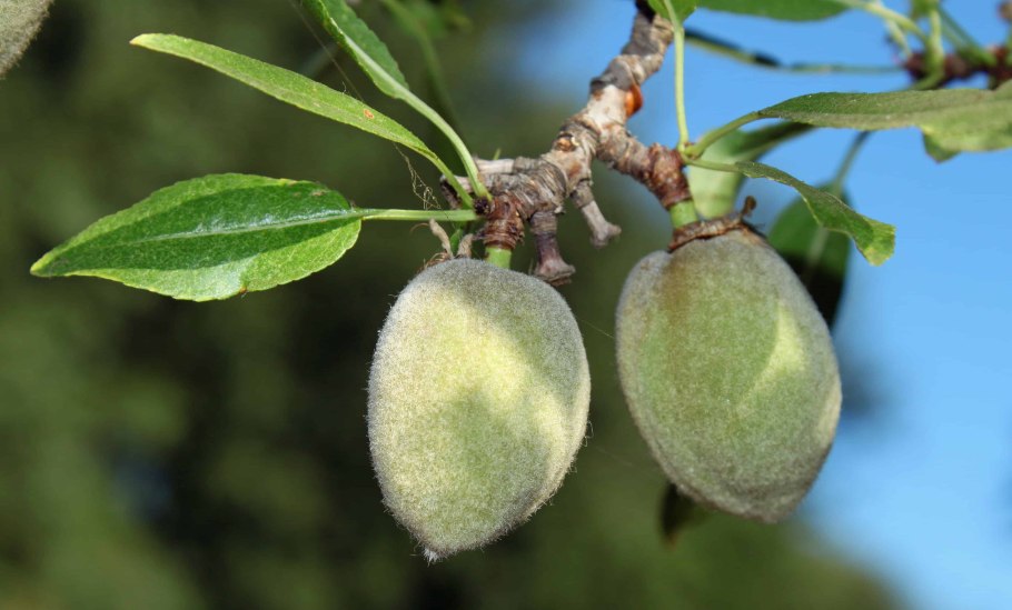 Миндаль Горький дерево