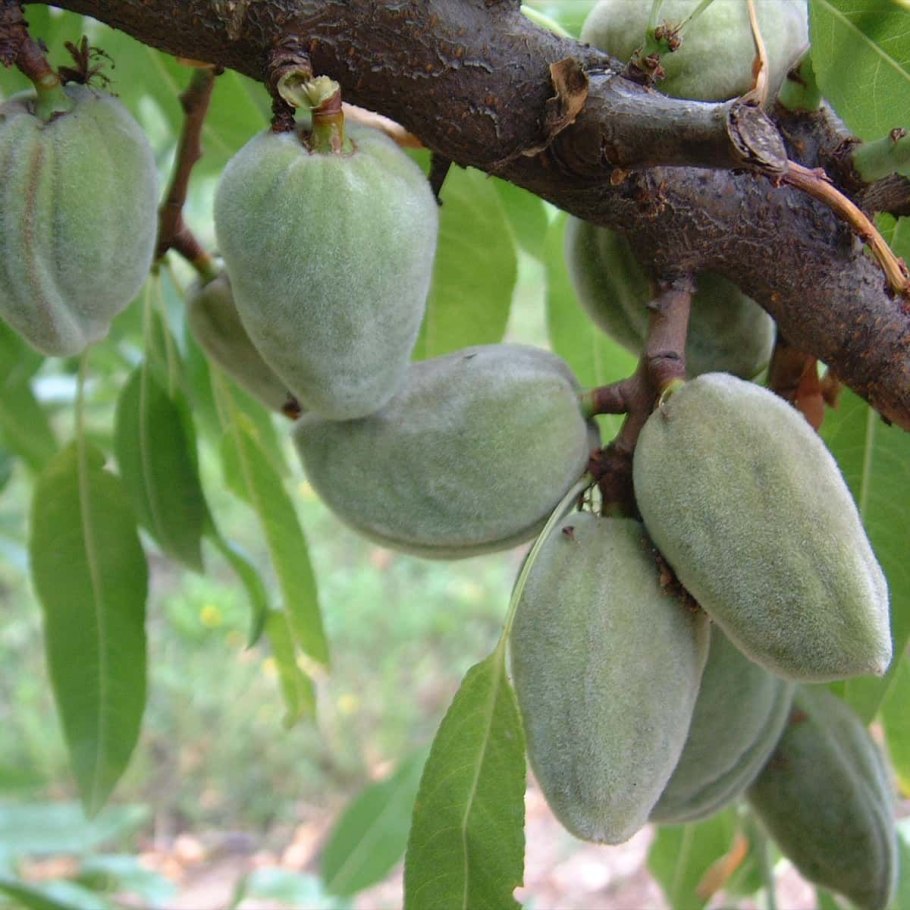 Миндаль орех дерево