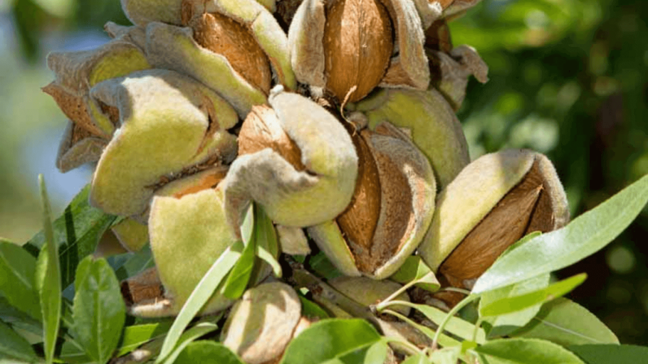 Горький миндаль растение