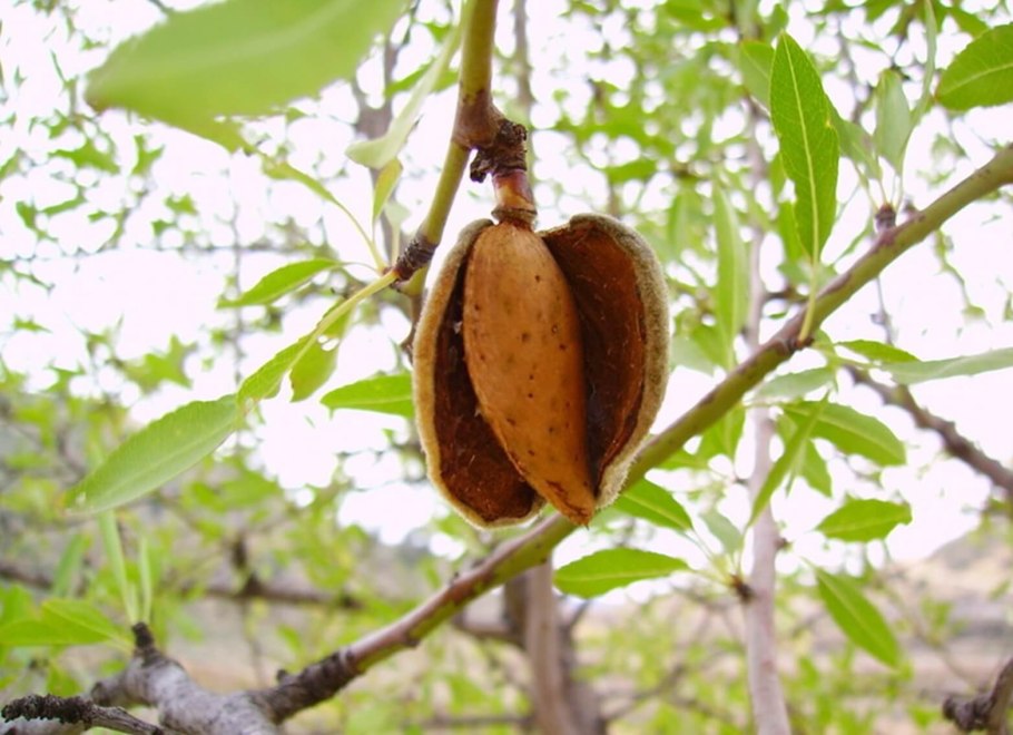 Миндаль обыкновенный (Amygdalus communis)