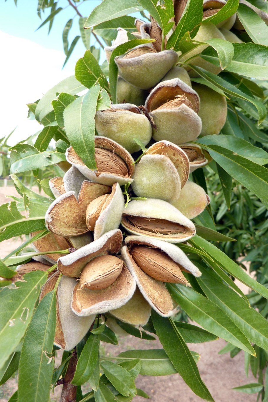 Миндаль обыкновенный (Amygdalus communis)