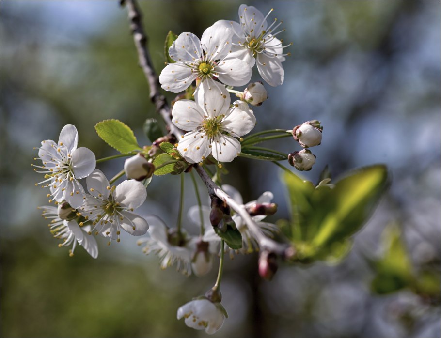 Вишня войлочная (Prunus tomentosa)