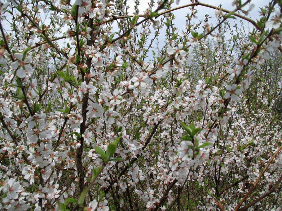 Вишня обыкновенная Cerasus vulgaris