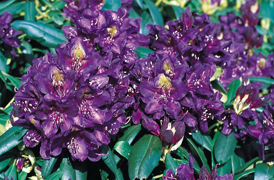 Rhododendron 'Marcel Menard'