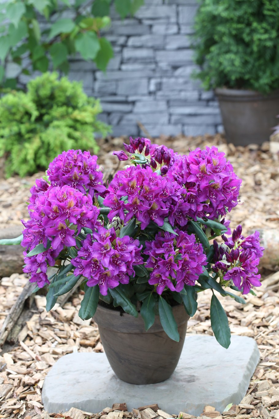 Рододендрон il Tasso