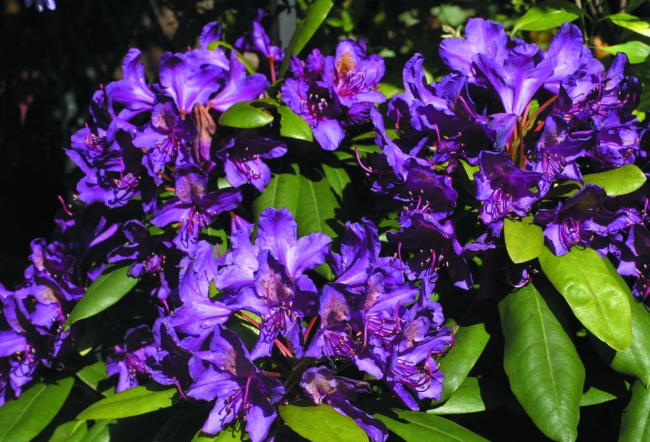 Рододендрон Марсель