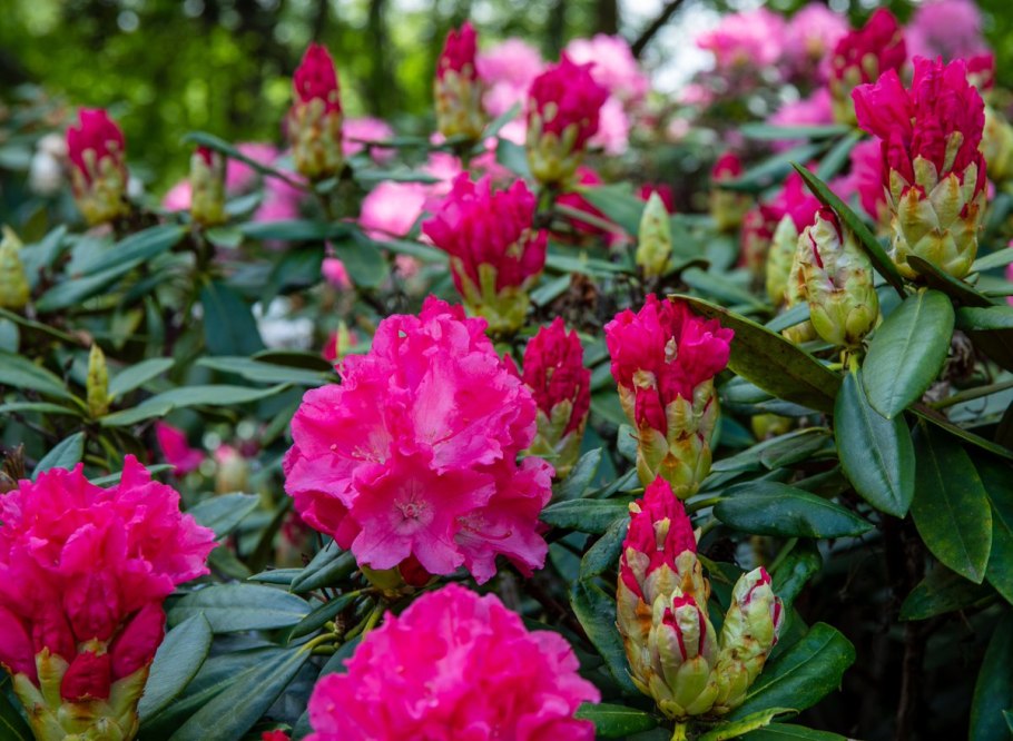 Рододендрон Rhododendron 'dramatic Dark