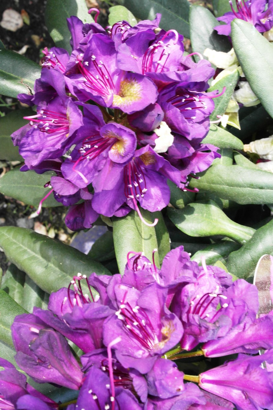 Рододендрон менард