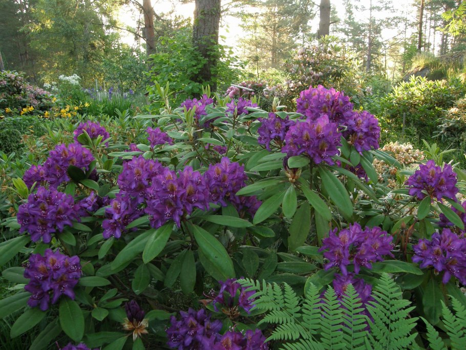 Рододендрон Boleslaw Chrobry