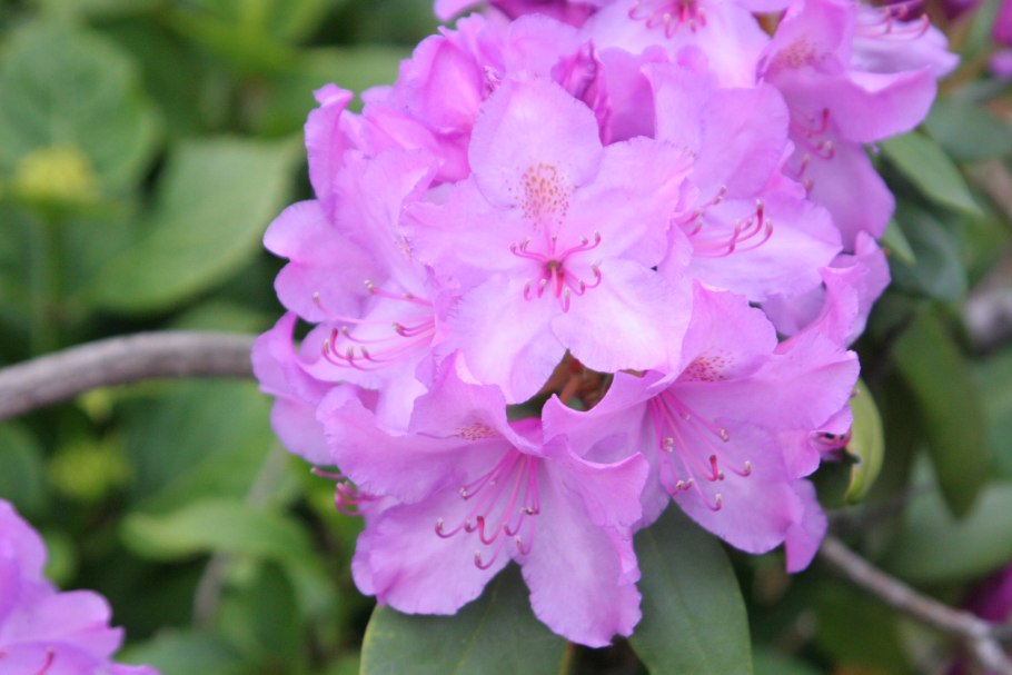 Рододендрон Уильямса Gartendirektor Glocker