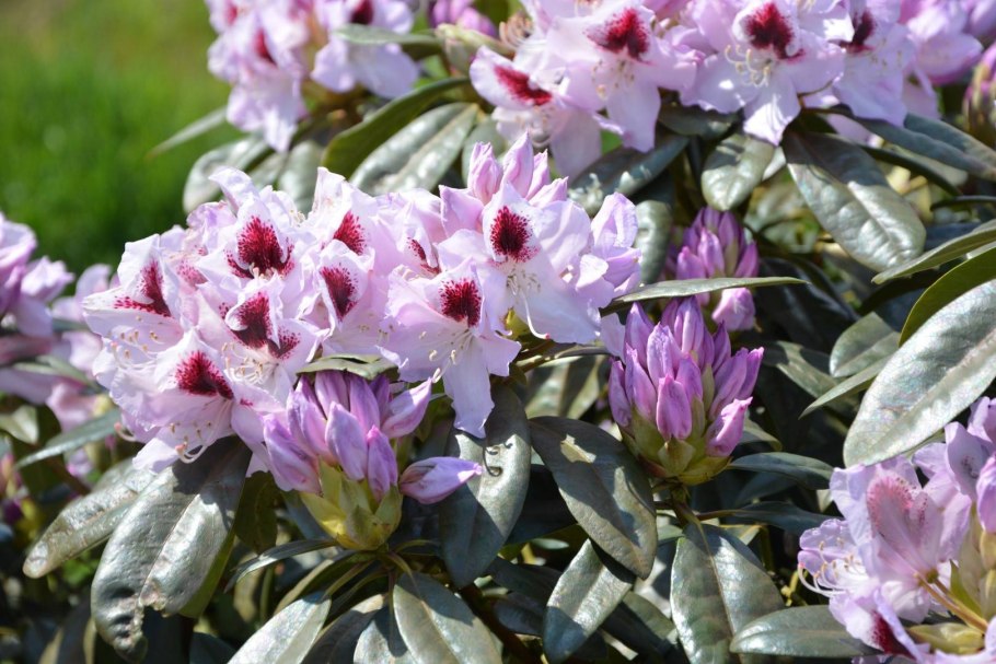 Азалия японская Шниперл