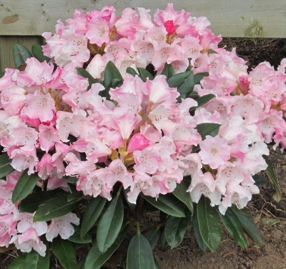 Рододендрон гибридный Распутин