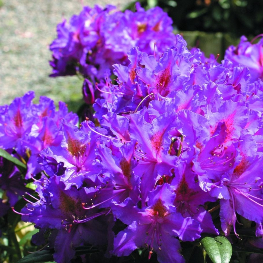 Рододендрон Распутин