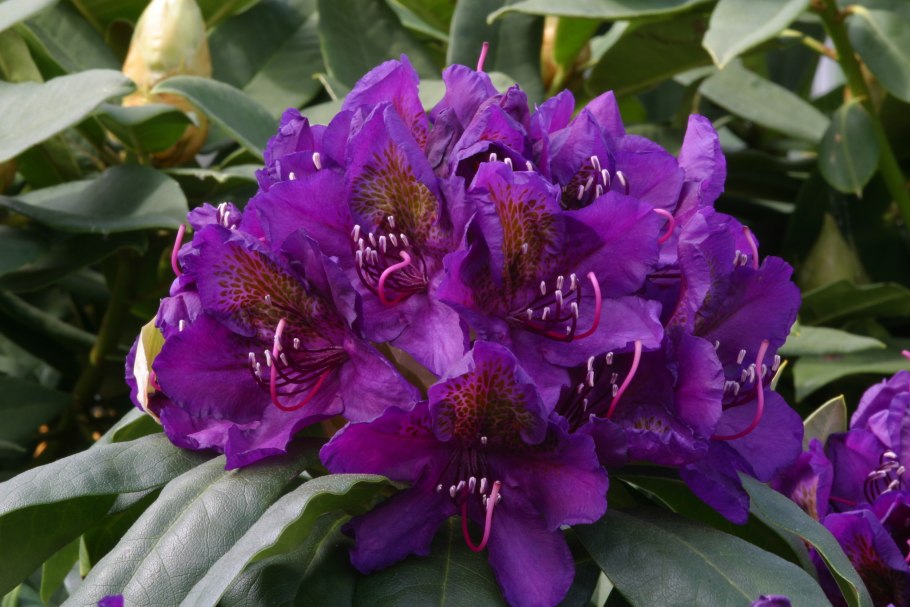 Рододендрон Марчел менард