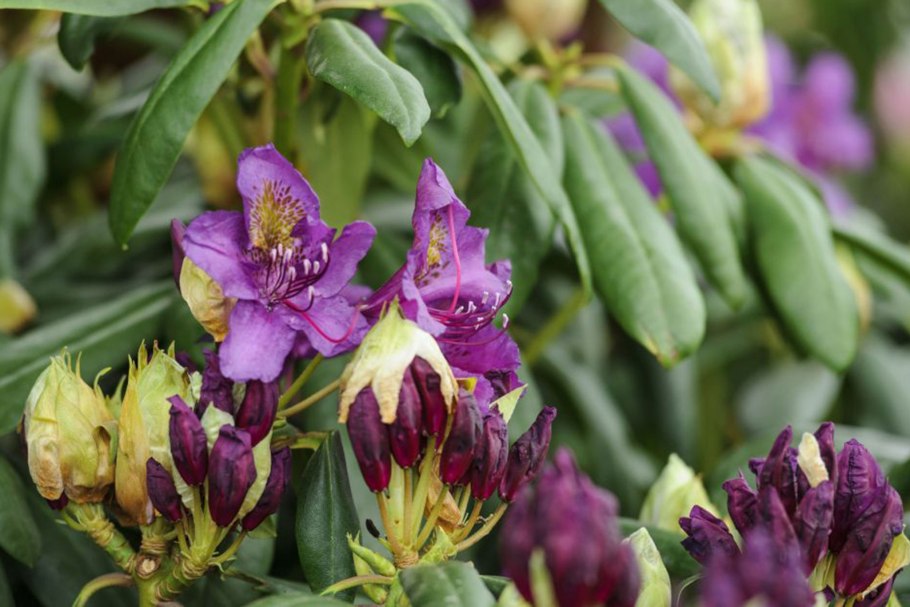 Рододендрон гибридный Ритва