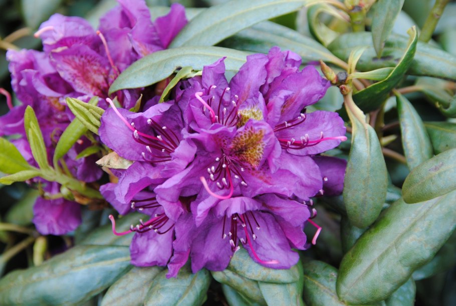 Рододендрон гибридный Клодин