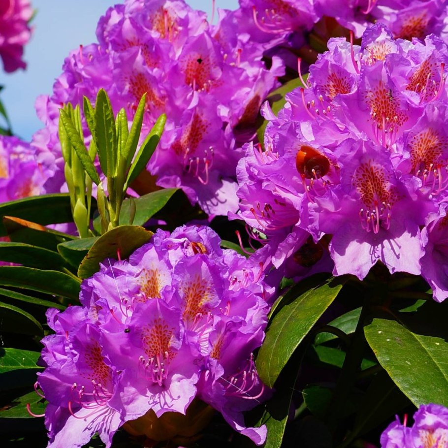 Рододендрон гибридный Rasputin