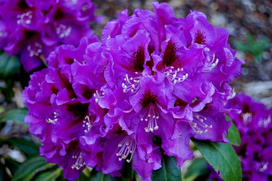 Рододендрон крупнолистный