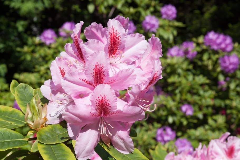 Rhododendron Yak. 'Negrito'